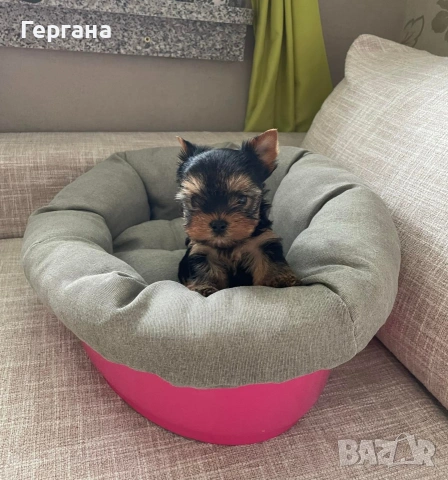 Мини йоркширски териер, снимка 2 - Йоркширски териер - 53081958