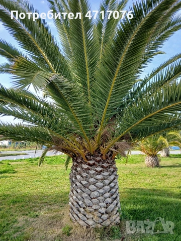 семена от канарска финикова палма , снимка 2 - Сортови семена и луковици - 53201734