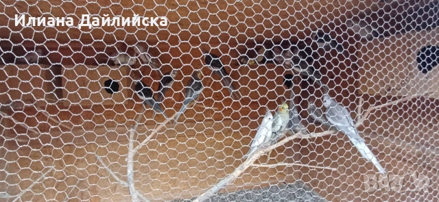 КОРЕЛИ И ПОЙНИ ПАПАГАЛИ , снимка 18 - Папагали - 44035689