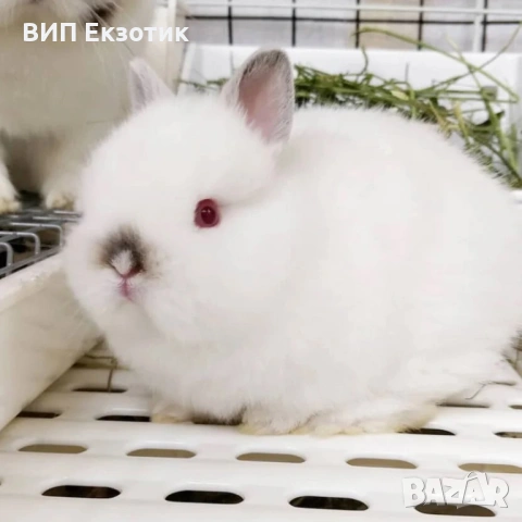 ПРОДАВА МИНИ ЗАЙЧЕТА, снимка 4 - Декоративни зайчета - 13246306