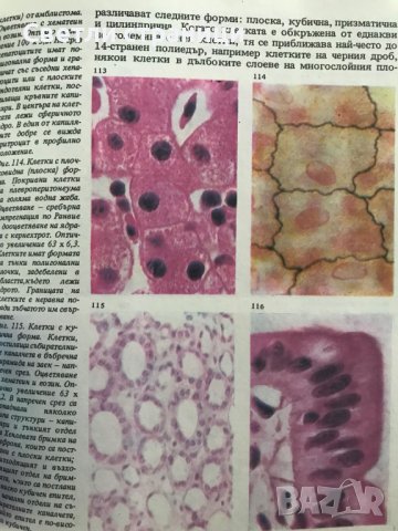 Атлас - клетка и тъкани Емануил Чакъров, Чудомир Начев, снимка 4 - Специализирана литература - 37746627