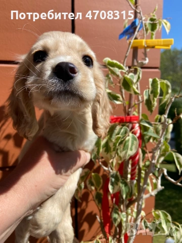 Кокер шпаньол английски момче 2 ваксини, снимка 3 - Кокер шпаньол - 54330722