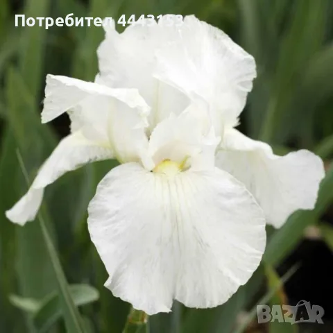 Микс Ирис разсад , снимка 2 - Разсади - 49874891