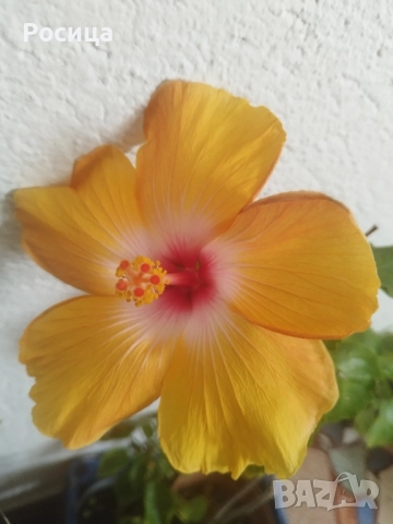 китайска роза