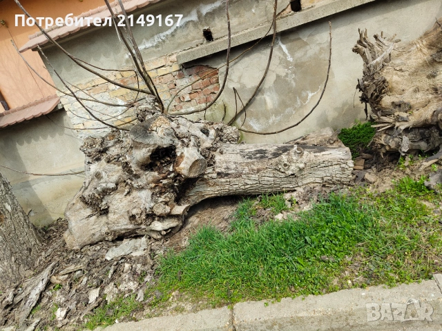 Дървен материал на трупи , снимка 5 - Други - 53972698