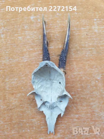 Трофей рога от сръндак , снимка 2 - Антикварни и старинни предмети - 50181731