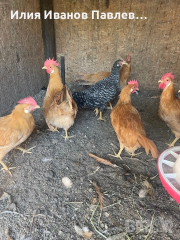 Яйца жълт легхорн и др