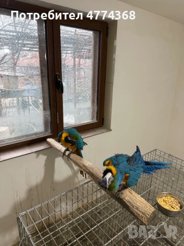 ари мъжка и женска, снимка 2 - Папагали - 53938569