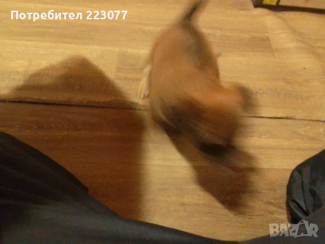 Пинчер, снимка 6 - Пинчер - 53012866