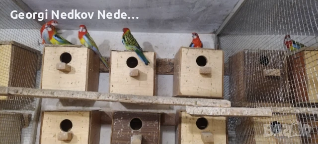 Продавам розели, снимка 2 - Папагали - 51389610