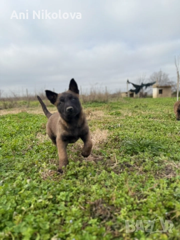 Чистокръвни белгийски овчарки, снимка 11 - Белгийска овчарка - 53026515