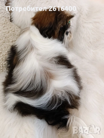 кученце Ши Тцу, снимка 2 - Ши Тцу - 54032292