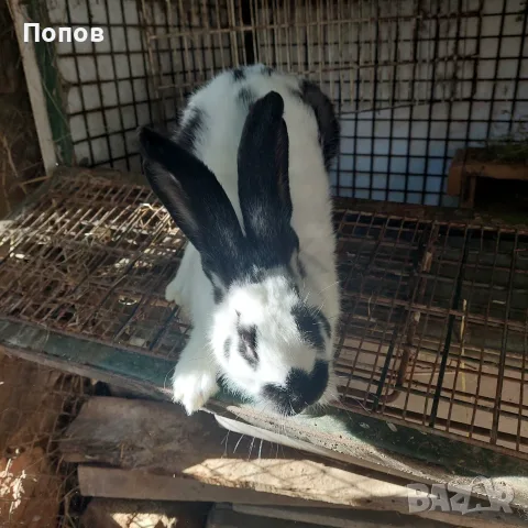 Продавам  зайци, снимка 6 - За селскостопански - 55832827