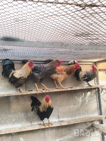 Продавам петли за клане за Петльовден или за разплод, снимка 2 - Кокошки и пуйки - 53021356