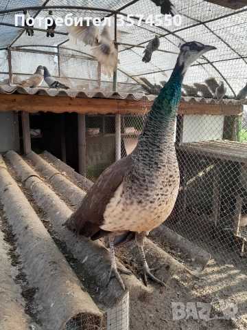 Продавам  женски пауни, снимка 2 - други­ - 52824375