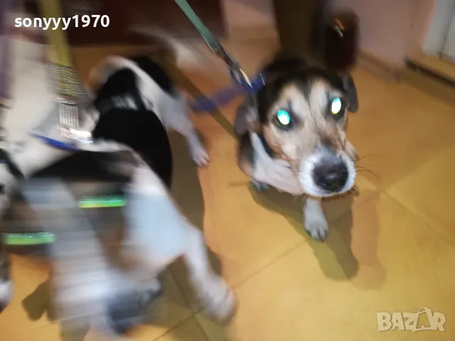 ОФИЦИЛЕН ПРЕСТАВИТЕЛ НА ДЖАК РЪСЕЛ ЗА ВИДИН 2801251428, снимка 11 - Джак ръсел териер - 48864495