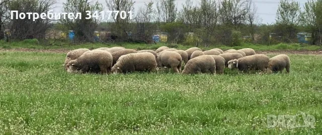 Агнета Ил дьо Франс под селекция , снимка 4 - Овце - 47961478