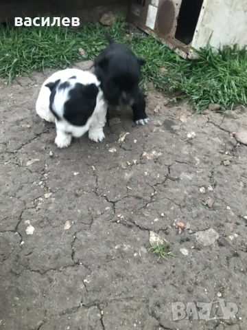 болонки, снимка 3 - Болонка - 53942789