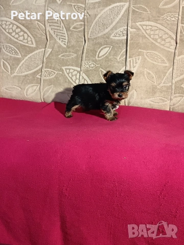 Йоркширски териер мини , снимка 5 - Йоркширски териер - 53883069