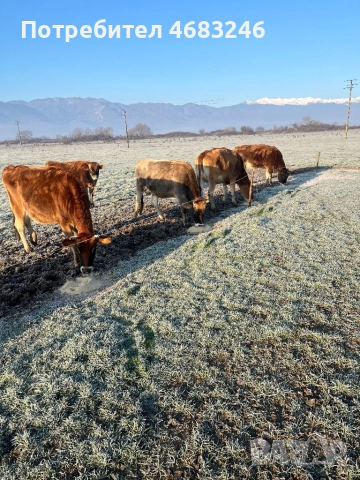 Крави, снимка 2 - Крави - 52798923