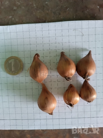 Ирис Carmen, снимка 11 - Градински цветя и растения - 51626116