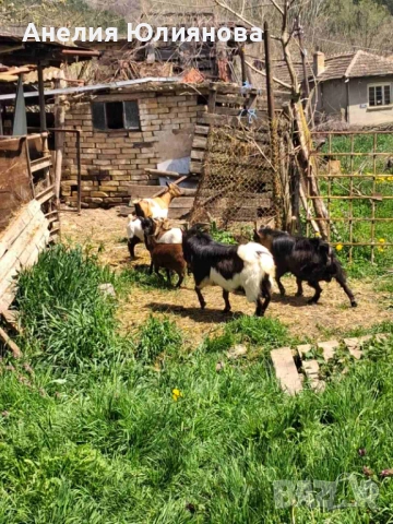 Мини холандцки козички, снимка 6 - За селскостопански - 54283112