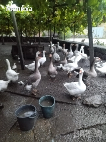 гъски, снимка 3 - Патици и гъски - 51984830