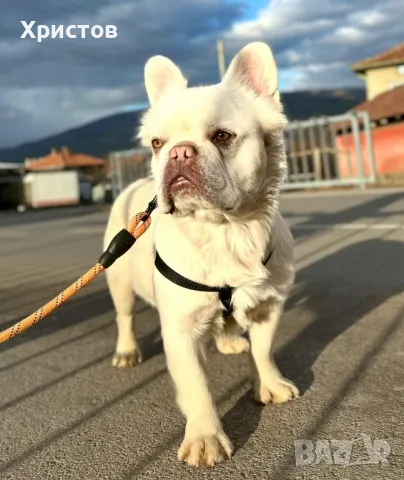 Мъжко флуфи (флъфи) за разплод, снимка 10 - Френски булдог - 46959509