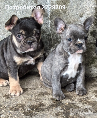 Френски Булдог/ French Bulldog, снимка 3 - Френски булдог - 51410450