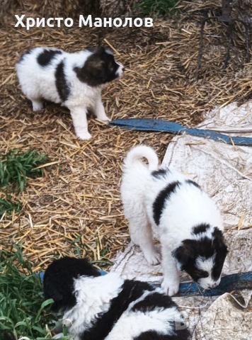 Каракачанско овчарско куче, снимка 17 - Каракачанска овчарка - 53652411