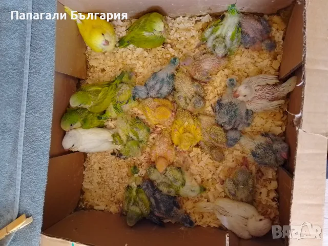 Ръчно хранени папагалчета Монах, снимка 2 - Папагали - 50417000