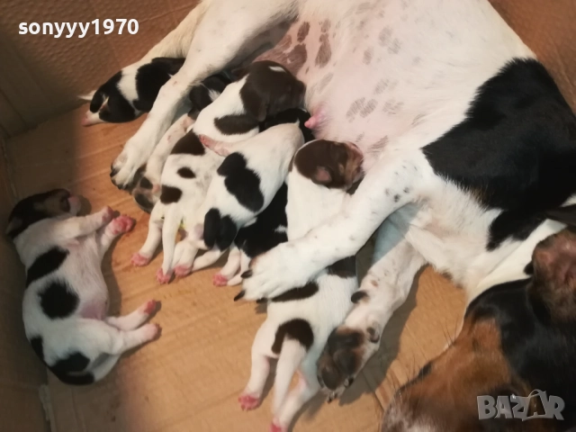 ДЖАК РЪСЕЛ-КУЧЕНЦА 1908251818, снимка 7 - Джак ръсел териер - 51420983