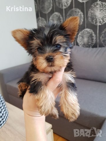 Йоркширски териер йорки момченца и момиченца, снимка 4 - Йоркширски териер - 38964305