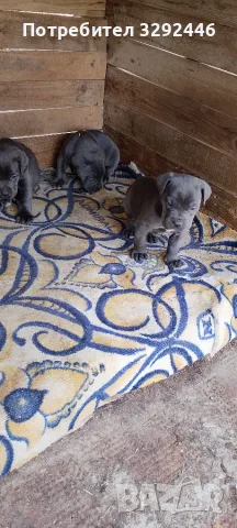 Малки сладки бебоци!, снимка 4 - Кане корсо - 56452121
