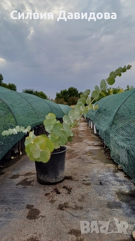 Евкалипт, снимка 11 - Други стоки за дома - 52773023