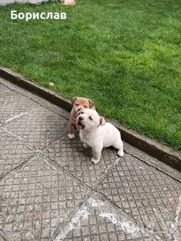 ПОДАРЯВАМ малки кученца 