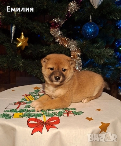 Шиба ину Коледни изненади