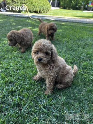 Мини пудели / Mini Poodles, снимка 12 - Пудели - 56439896