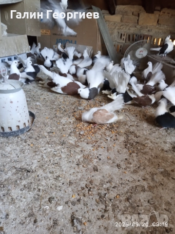 Гълъби , снимка 2 - Гълъби - 51968165