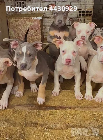 American Bully XL, снимка 2 - Американски стафордширски териер - 56546345