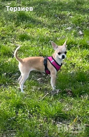 Продавам Чихуахуа - момиченце- РУСЕ -0882022192, снимка 5 - Чихуахуа - 54066908