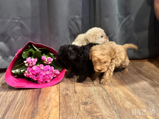 Пудел той , снимка 5 - Пудели - 51150079