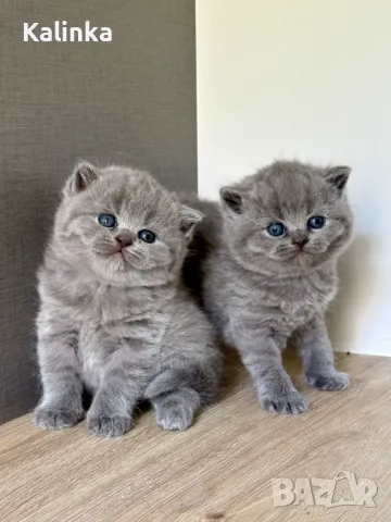 Чистокръвни сини британчета, снимка 10 - Британска късокосместа - 49778535