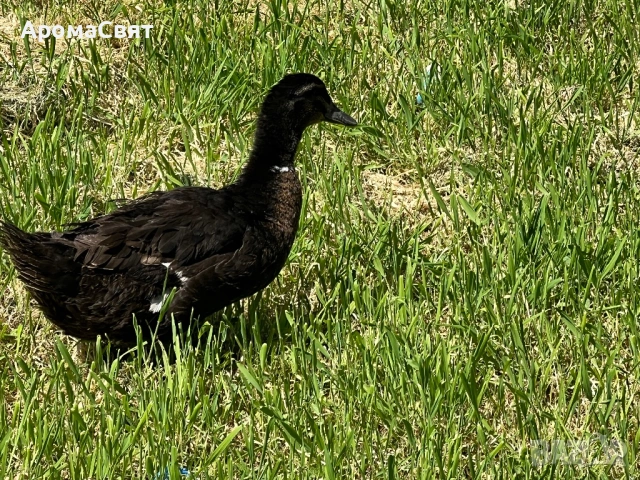 Патици, снимка 4 - Патици и гъски - 54330108