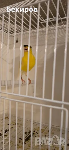продавам канари , снимка 6 - Канари - 48365197