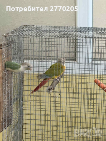 Продавам двойка перури, снимка 3 - Папагали - 53161270