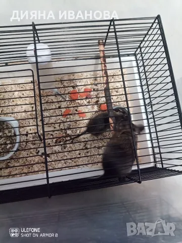 КАТЕРИЧКИ ДЕГУ, снимка 2 - Други - 48394691