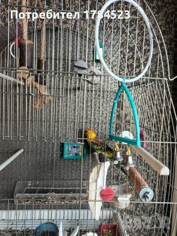 Поен мъжки папагал 25г, снимка 2 - Папагали - 54091098