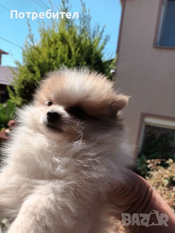 Продавам кученца померански шпиц, снимка 1