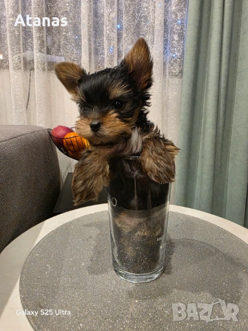 Йоркширски териер - йорки, снимка 4 - Йоркширски териер - 53373659